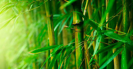 The Benefits of Bamboo in Sun Protective Clothing